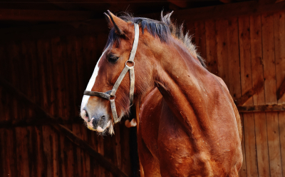 Κτηνωδία στον Τύρναβο: Νεκρό άλογο σε πάρκο - Ήταν δεμένο με αλυσίδα σε κολώνα της ΔΕΗ