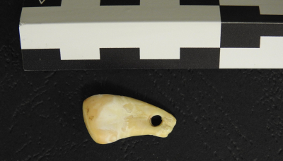 Το δόντι ελαφιού που ανακαλύφθηκε στο σπήλαιο Ντενίσοβα στη νότια Σιβηρία
