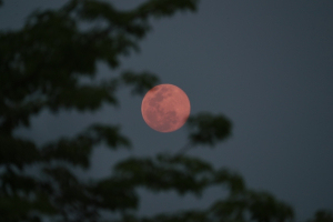 Ροζ Πανσέληνος: Πότε θα απολαύσουμε το πρώτο ολόγιομο φεγγάρι της Άνοιξης