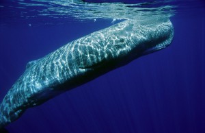 Ιάπωνες αλιείς σκότωσαν 333 φάλαινες εκ των οποίων οι 122 ήταν έγκυες