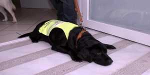 Χωρίς περιορισμούς η μεταφορά των σκύλων οδηγών τυφλών