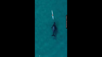 Τεράστια φάλαινα κολυμπάει κάτω από καγιάκ και δίπλα σε κολυμβητή (βίντεο)