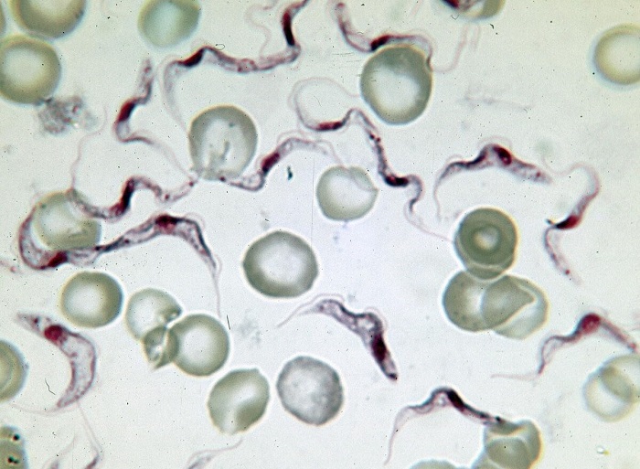 Trypanosoma brucei45