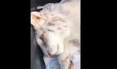 Εγκατέλειψαν λευκό τιγράκι σε κάδο σκουπιδιών: Για παράνομο εμπόριο άγριου ζώου κάνει λόγο ο Ζαν Ζακ Λεσουέρ