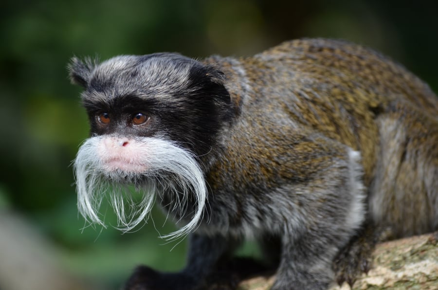 Συνεχίζονται οι μυστηριώδεις εξαφανίσεις στον ζωολογικό κήπο του Ντάλας, χάθηκαν δύο σπάνιοι πίθηκοι