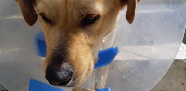 Φρίκη στην Κρήτη: Kρέμασαν σκυλίτσα από το λουρί - Σε σοκ τα παιδιά που την φρόντιζαν
