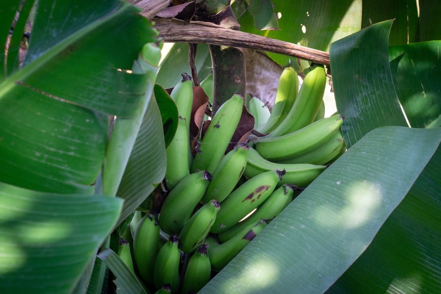 Πώς οι πράσινες μπανάνες μειώνουν τον κίνδυνο εμφάνισης καρκίνου