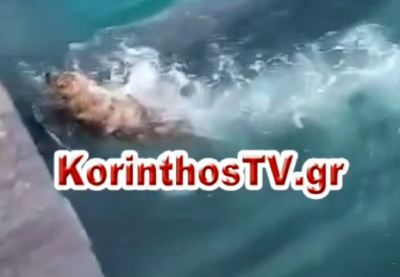 Συγκλονιστικό βίντεο στον Ισθμό της Κορίνθου: Σκυλάκι προσπαθεί να σωθεί ενώ κατεβαίνει η βυθιζόμενη γέφυρα