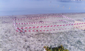 Καρέτα καρέτα ηλικίας 30 ετών άφησε τ&#039; αυγά της στην παραλία της Λούτσας