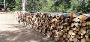 Περισσότερη και φθηνότερη ξυλεία φέτος στους κατοίκους των ορεινών περιοχών