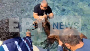 Κάρπαθος: Διέσωσαν δύο γαϊδουράκια από τη θάλασσα, τεράστια επιχείρηση (βίντεο)