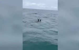 Απίστευτο! Ελάφια κολυμπούν στη μέση του Ατλαντικού Ωκεανού (βίντεο)