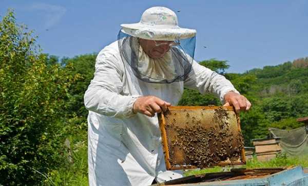 Έγκριση ενισχύσεων ύψους 5,7 εκ. ευρώ για τους μελισσοκόμους