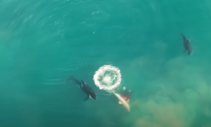 Φάλαινες σκοτώνουν καρχαρία, βίντεο από drone καταγράφει τη σοκαριστική στιγμή