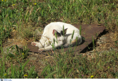 Φρίκη στη Θεσσαλονίκη: Βρέθηκαν τεμαχισμένα γατάκια σε πιάτο σίτισης αδέσποτων ζώων