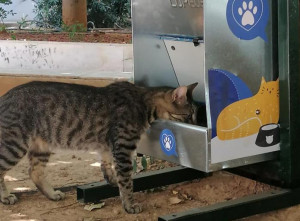 Ταϊστρες για τα αδέσποτα ζώα τοποθετεί ο Δήμος Αθηναίων