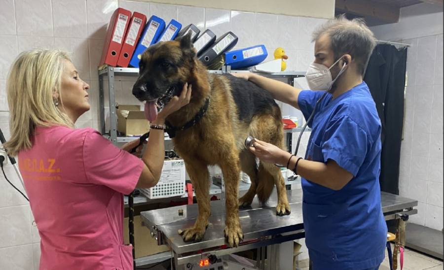 Στο ΔΙΚΕΠΑΖ το λυκόσκυλο που σκότωσε άλλο σκυλάκι στη Δραπετσώνα, «έχει microchip και είναι φροντισμένο»
