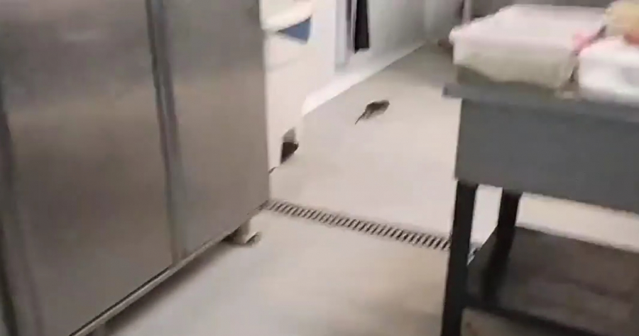 ΑΠΘ: Ποντίκι κάνει... βόλτες στην κουζίνα της Λέσχης, οργή από φοιτητές (βίντεο)