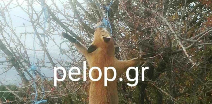 Πάτρα: Βρέθηκε κρεμασμένη αλεπού στο Πουρναρόκαστρο