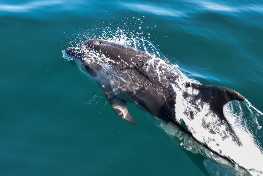 Υπερθέαμα από δελφίνια στην Κρήτη που έπαιζαν δίπλα στο πλοίο