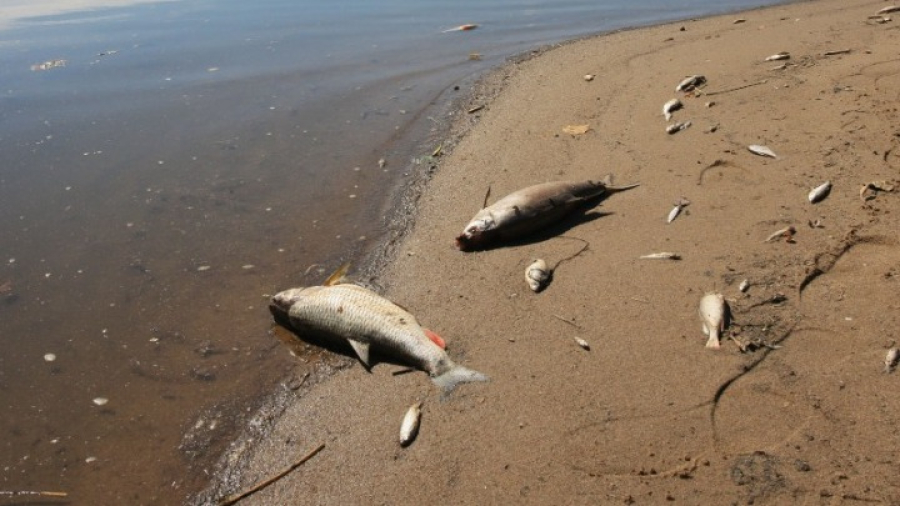 Λύθηκε το μυστήριο με το «κύμα» νεκρών ψαριών που ξέβρασε ο ποταμός Όντερ