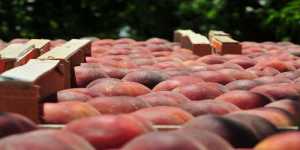 Ολοκληρώθηκε η απογραφή των αδιάθετων φρούτων στην Ημαθία