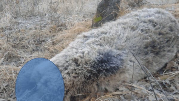 Αρκούδα βρέθηκε δηλητηριασμένη και αποκεφαλισμένη στην Κοζάνη