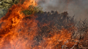 Μεγάλη οικολογική ζημιά από τη πυρκαγιά στην Εύβοια