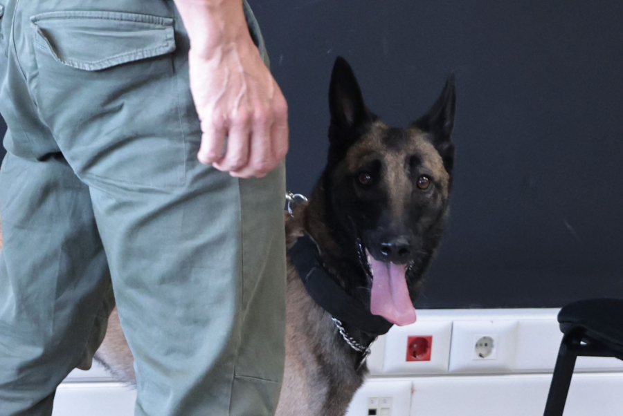 Τρίκαλα: Η μύτη του αστυνομικού σκύλου δεν λάθεψε και «έπιασε» τα ναρκωτικά