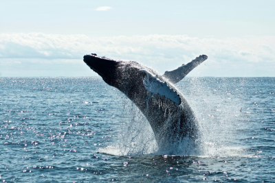 Καταγράφηκε η πρώτη «συνομιλία» ανθρώπου με φάλαινα
