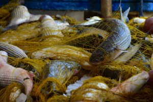 Ενέργειες της Περιφ. Αττικής για την προστασία των καταναλωτών και την ασφαλή διακίνηση αλιευμάτων