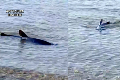 «Γαλάζιος» καρχαρίας βγήκε στα ρηχά σε παραλία στο Ναύπλιο (βίντεο)