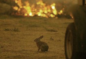 «Δώστε τους την ευκαιρία να ζήσουν»: Η συγκλονιστική φωτογραφία και η έκκληση για τα ζώα που γλύτωσαν από την φωτιά