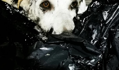 Φρίκη στην Κύπρο: Έλουσαν με πίσσα σκυλάκια και τα πέταξαν ζωντανά στα σκουπίδια (εικόνες)