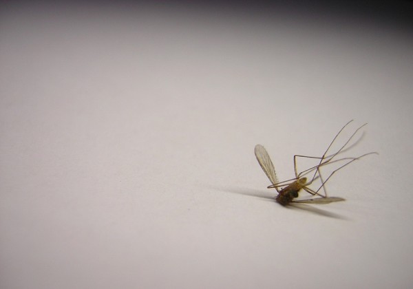 Άρχισαν οι ψεκασμοί για την αντιμετώπιση των κουνουπιών