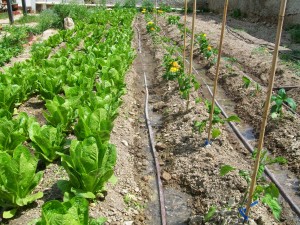 Ξεκινούν οι ανοιξιάτικες καλλιέργειες στο Δημοτικό Λαχανόκηπο Αγρινίου