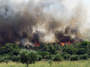 Φωτιά στη Ρόδο, καίει δασική έκταση στην περιοχή Πλατάνια