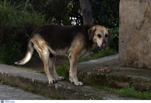 Κοζάνη: Στο νοσοκομείο 11χρονος μετά από επίθεση σκύλου - Μήνυσαν τον ιδιοκτήτη οι γονείς