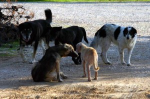 Ο πρώτος Υγειονομικός Σταθμός για υπεύθυνη διαχείριση αδέσποτων και δεσποζόμενων ζώων στο Δήμο Σαρωνικού