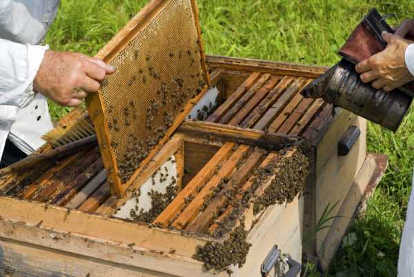 Δύο προγράμματα για μελισσοκόμους στο Δήμο Άργους Ορεστικού