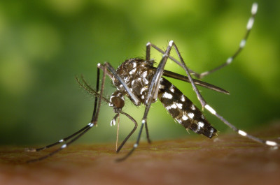 Νέο εμβόλιο δίνει ελπίδες για το τέλος της ελονοσίας
