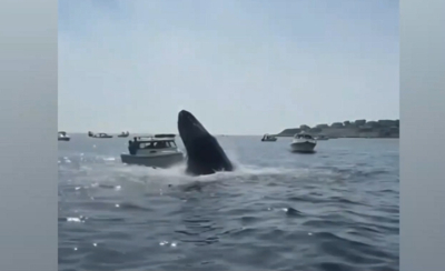 Μασαχουσέτη: Τεράστια φάλαινα κάνει επίθεση σε σκάφος -Απίστευτο βίντεο