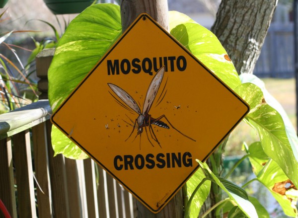 ΚΕΕΛΠΝΟ: Σύσκεψη για νοσήματα που μεταδίδονται από τα κουνούπια