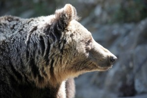 Νεκρή αρκούδα από φόλα στη Φλώρινα