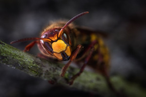 Vespa mandarinia: Αυτή είναι η σφήκα «φονιάς» που μπορεί να σκοτώσει 40 μέλισσες το λεπτό (vid)