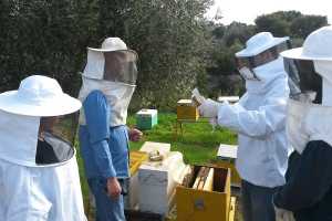 Δωρεάν Σεμινάρια Μελισσοκομίας στο Δήμο Αγράφων