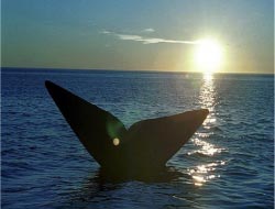 Άγνωστη φάλαινα ΚΛΑΙΕΙ μόνη της εδώ και 20 χρόνια