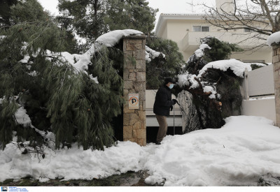 Κακοκαιρία Μήδεια: Γιατί έπεσαν τόσα πολλά δέντρα, τι έδειξε η ανάλυση του χιονιού