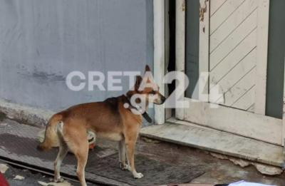 Κρήτη: Ραγίζει καρδιές το σκυλί του 53χρονου που βρέθηκε δολοφονημένος - Περιμένει έξω από το σπίτι