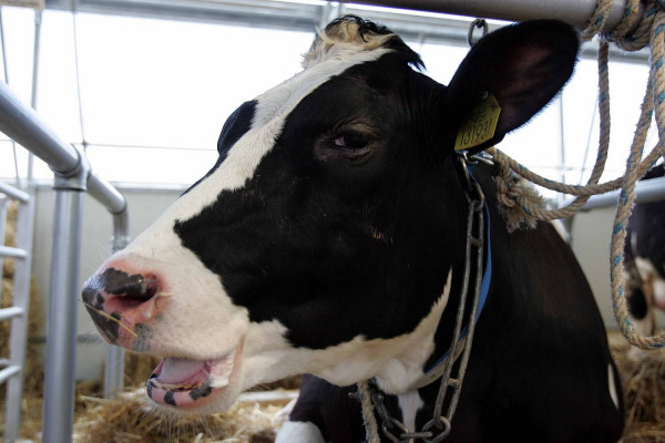 Μυτιλήνη: Νέα κρούσματα καταρροϊκού πυρετού σε βοοειδή- Μέτρα για την αποτροπή εξάπλωσης της νόσου